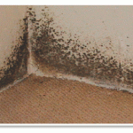 Mold in Corner